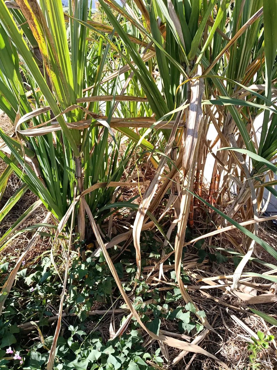 TERRENO ATIBAIA - Maracanã  - Foto 4