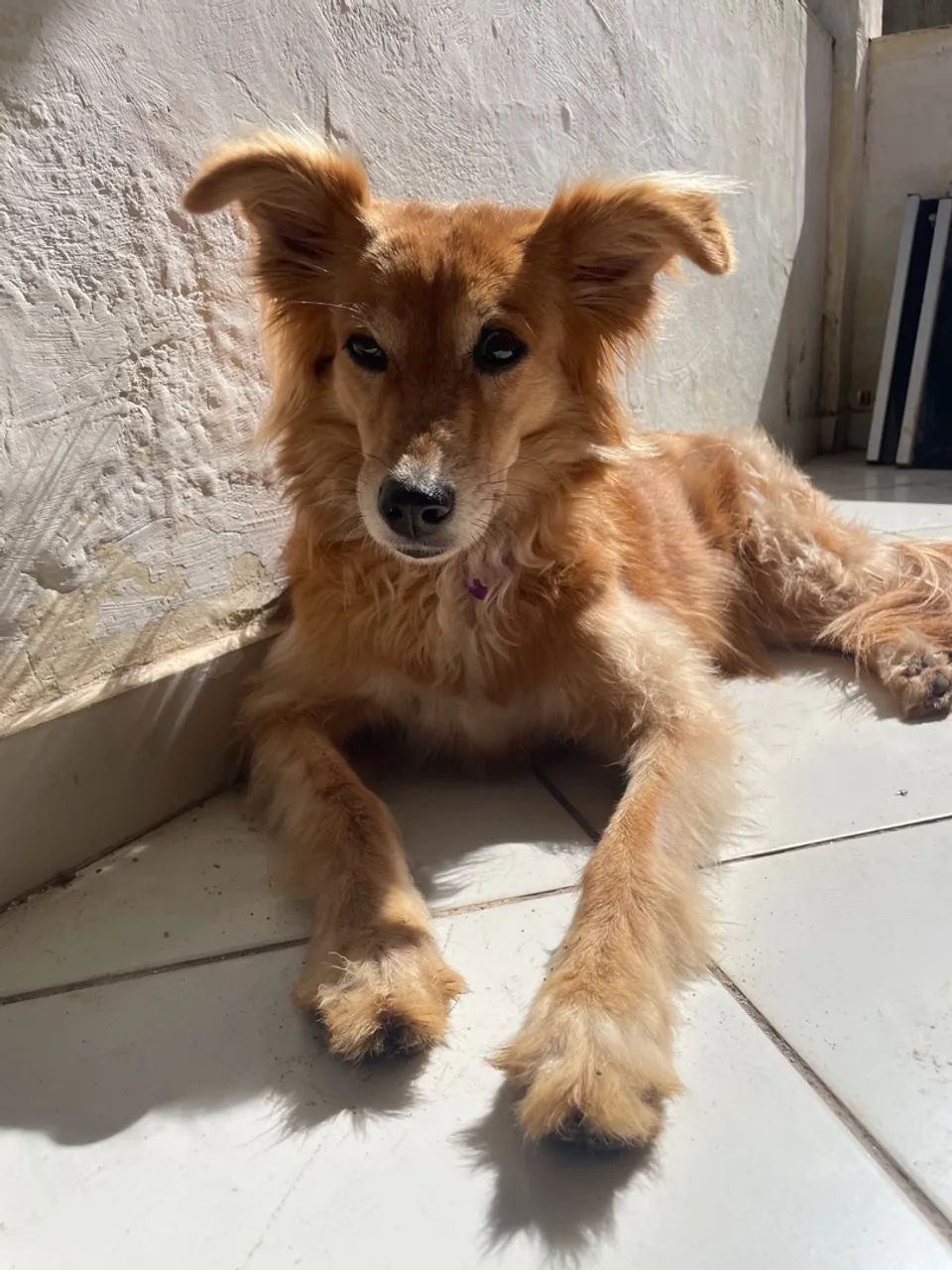 Cachorro para doação  - Foto 2