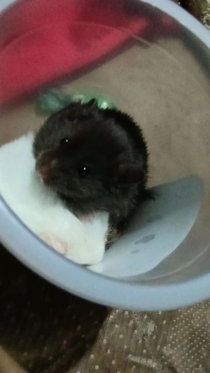 Venda de hamster por 40$R - Foto 2