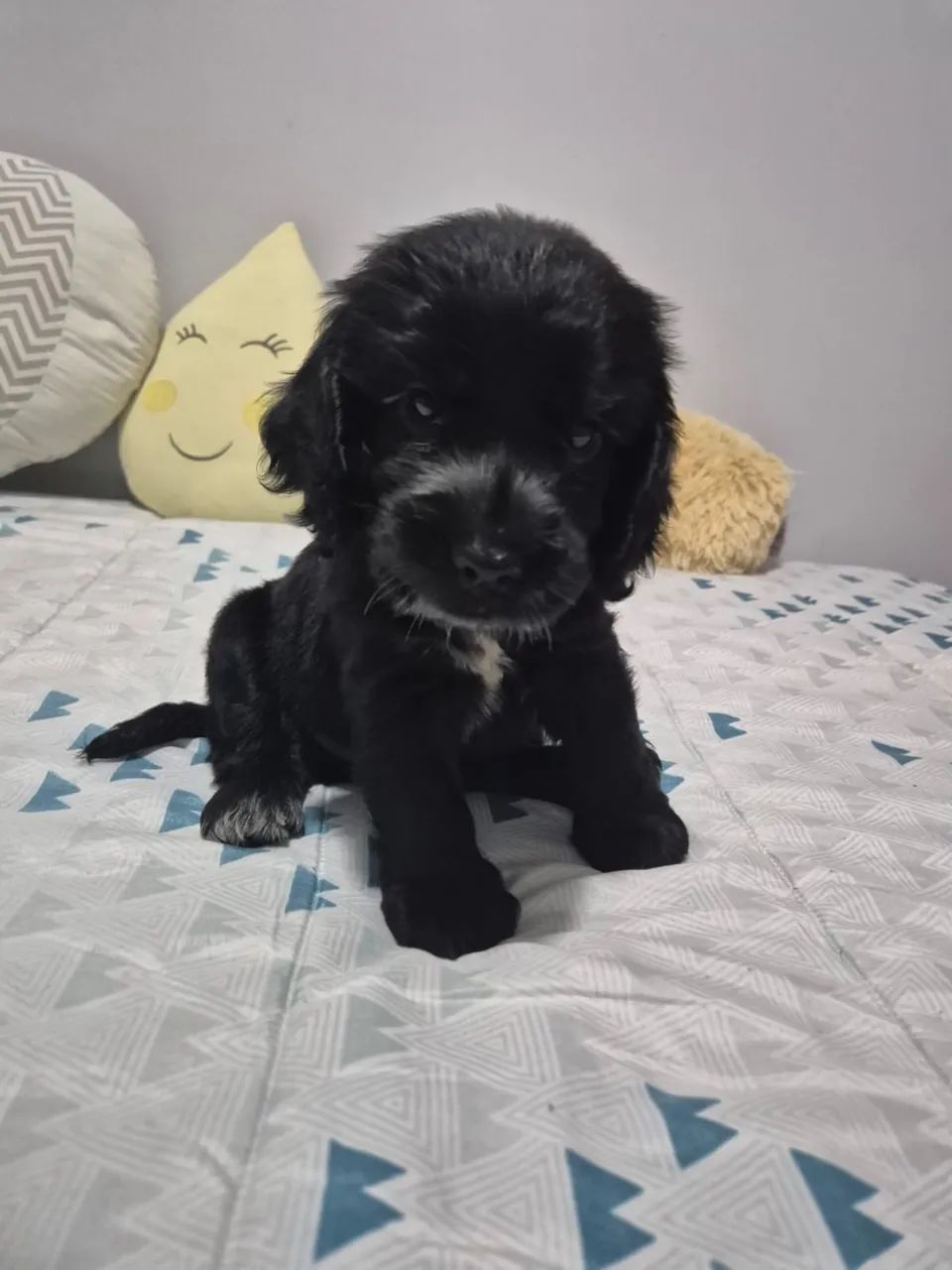 Cocker macho  - Foto 2