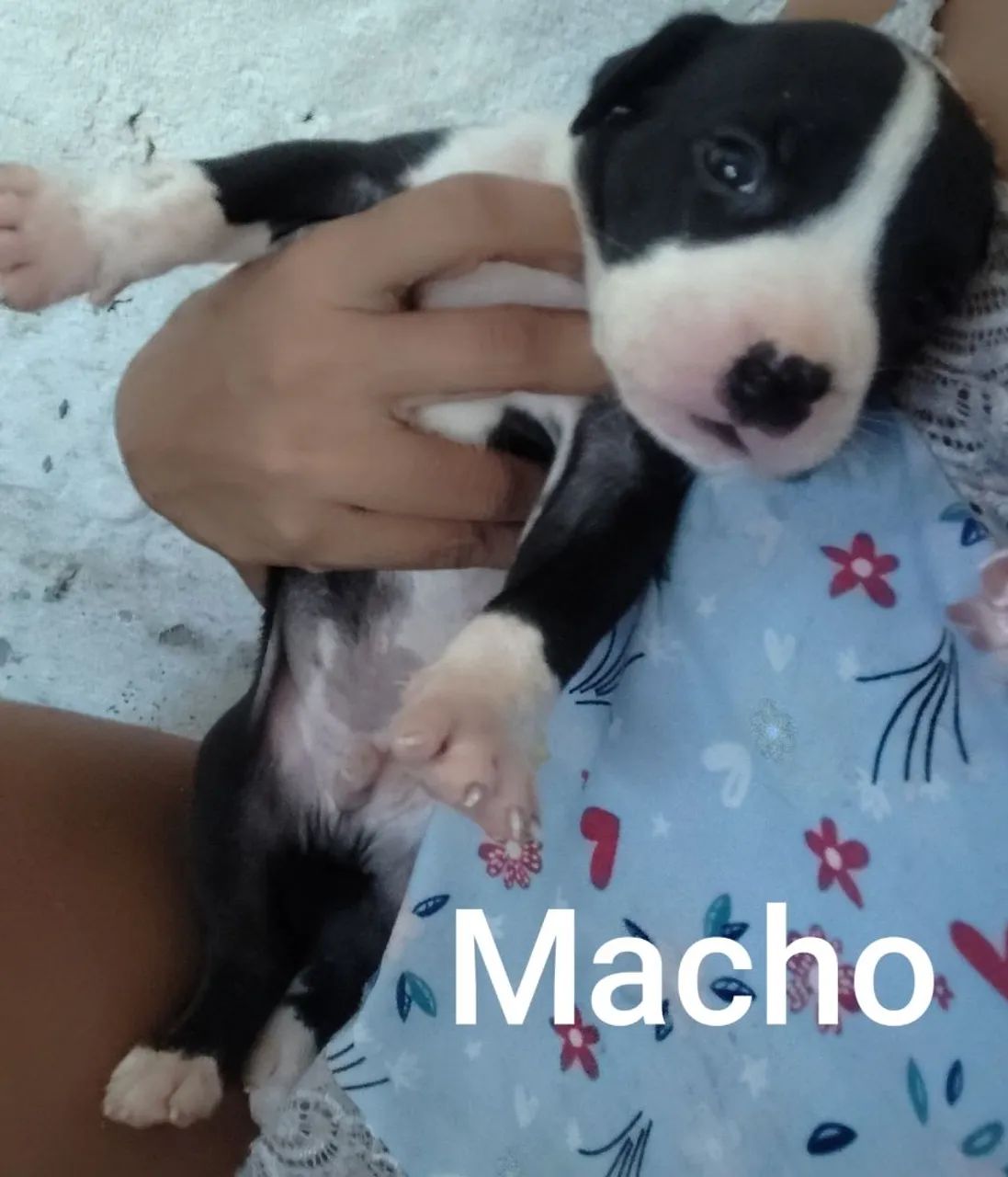 Filhotes de Pitbull  - Foto 4