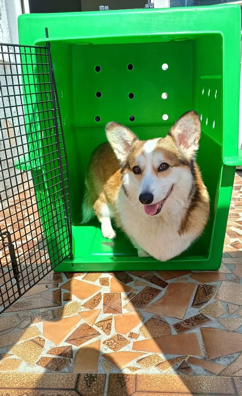 Caixa de transporte pet - Foto 3
