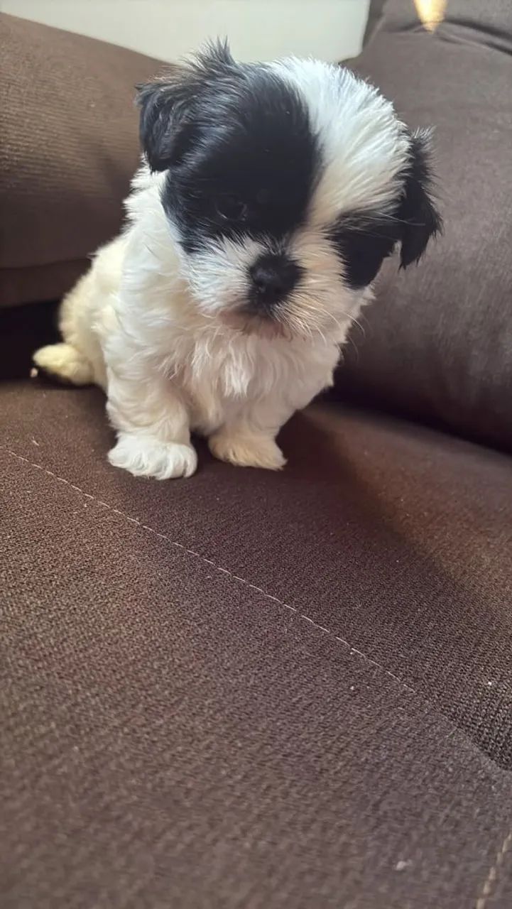 2 Filhotes Lhasa Apso - Saudáveis e Muito Fofos - Foto 4