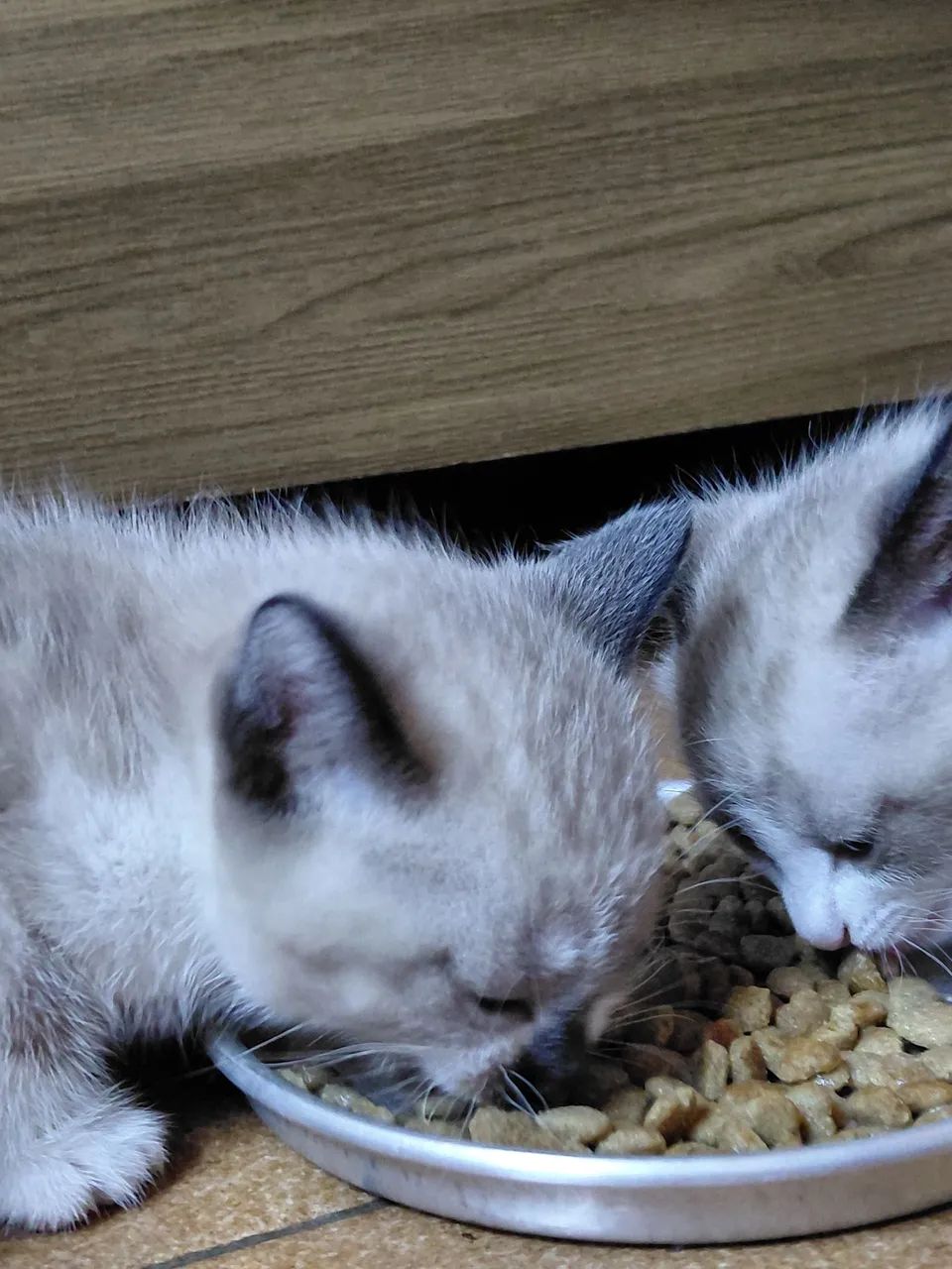 Doando gatinhos - Foto 3