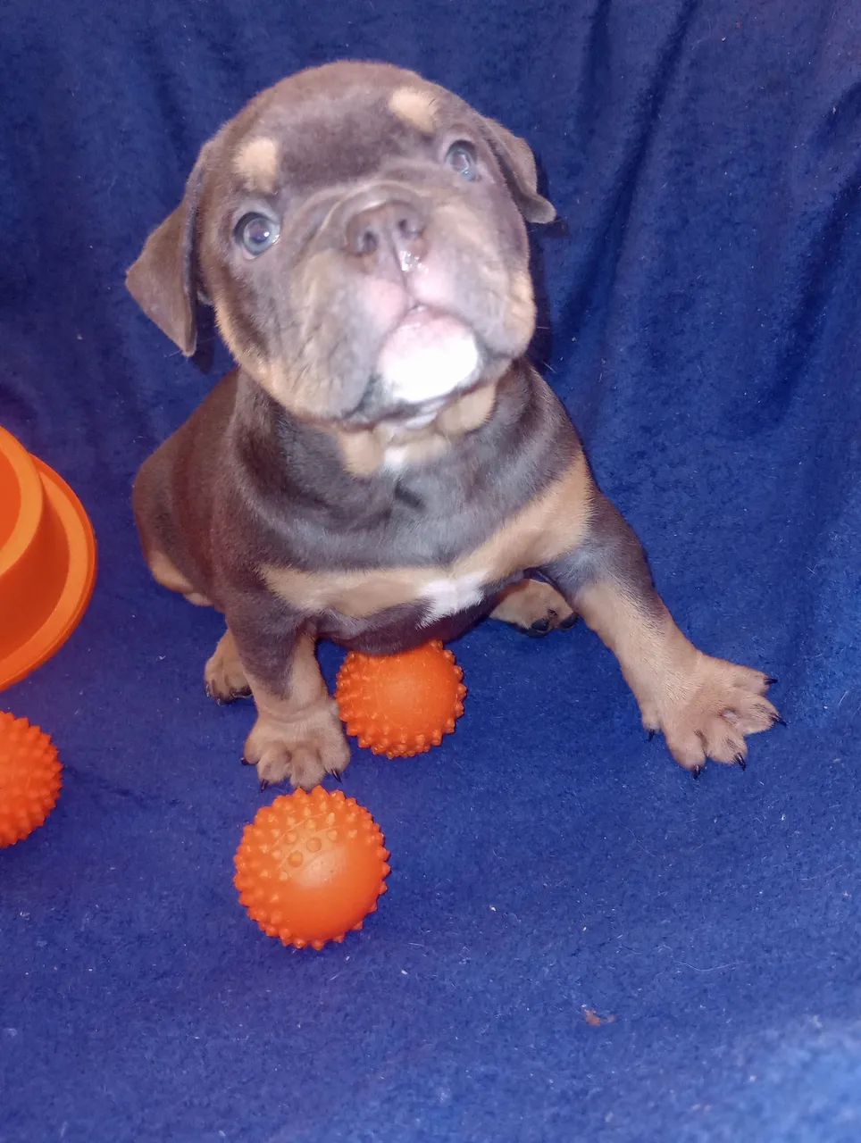 Américan Bully  - Foto 3