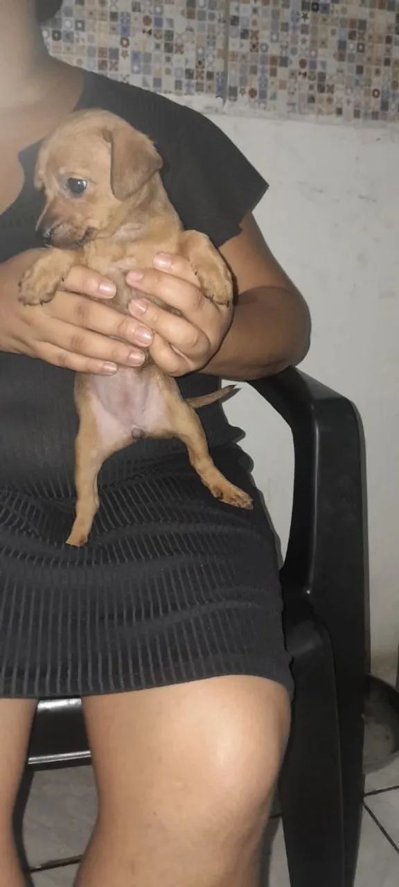 Pinscher  - Foto 3