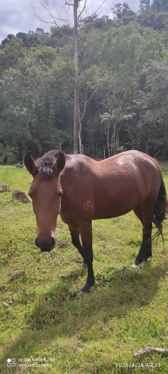 Animais para agropecuária  - Foto 2