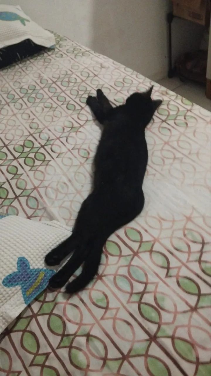 Gata