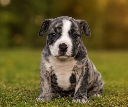 American bully  - Foto 5