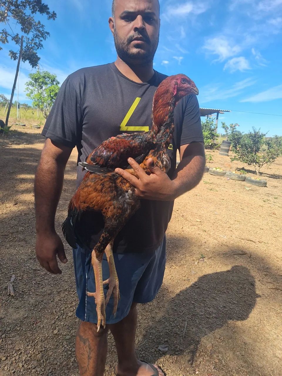 Frango indio gigante  - Foto 6