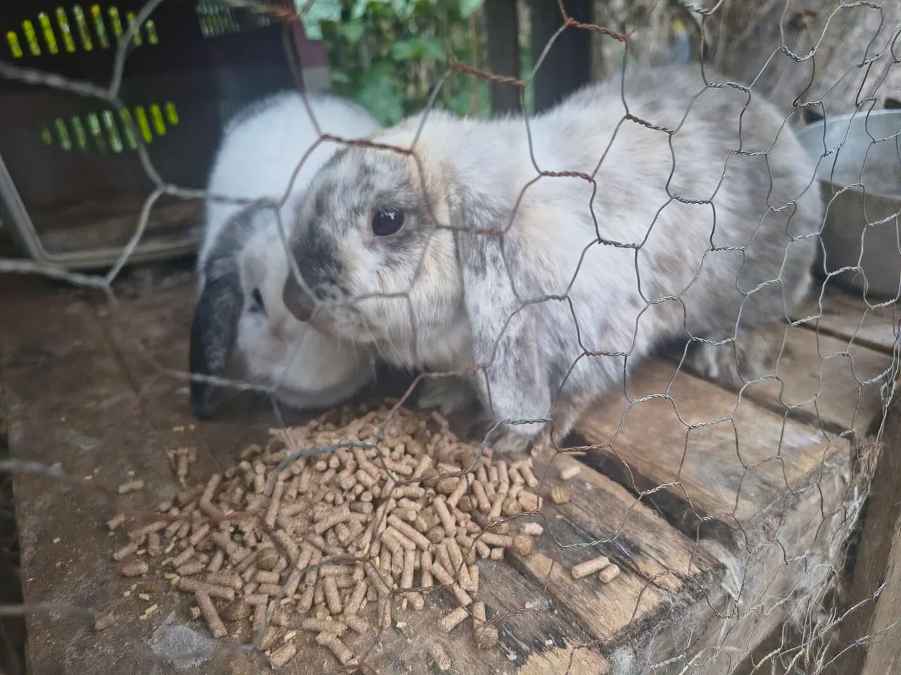 Mini lop fêmeas  - Foto 2