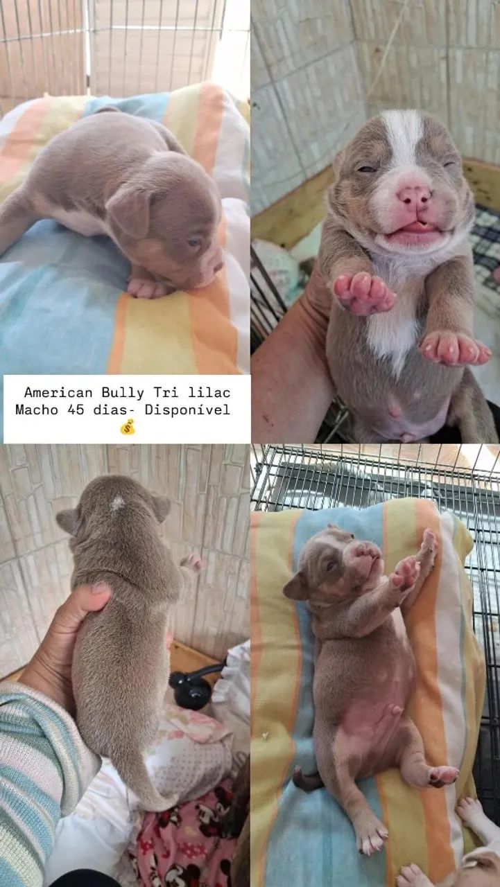 American Bully Tri lilac macho