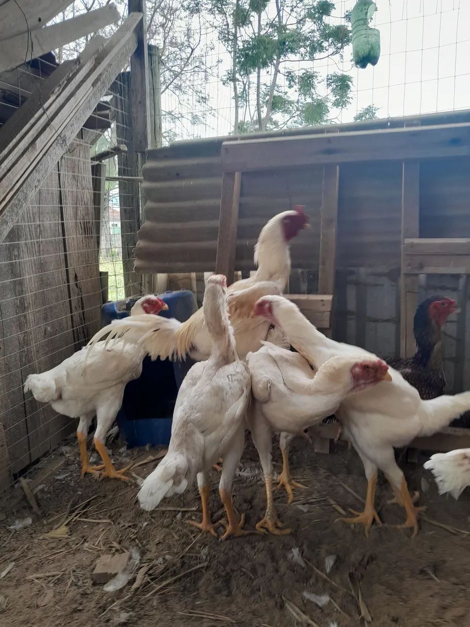 Vendo galos e galinhas  - Foto 4