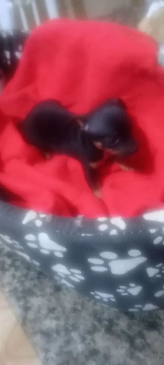 Animais de estimação  - Foto 3
