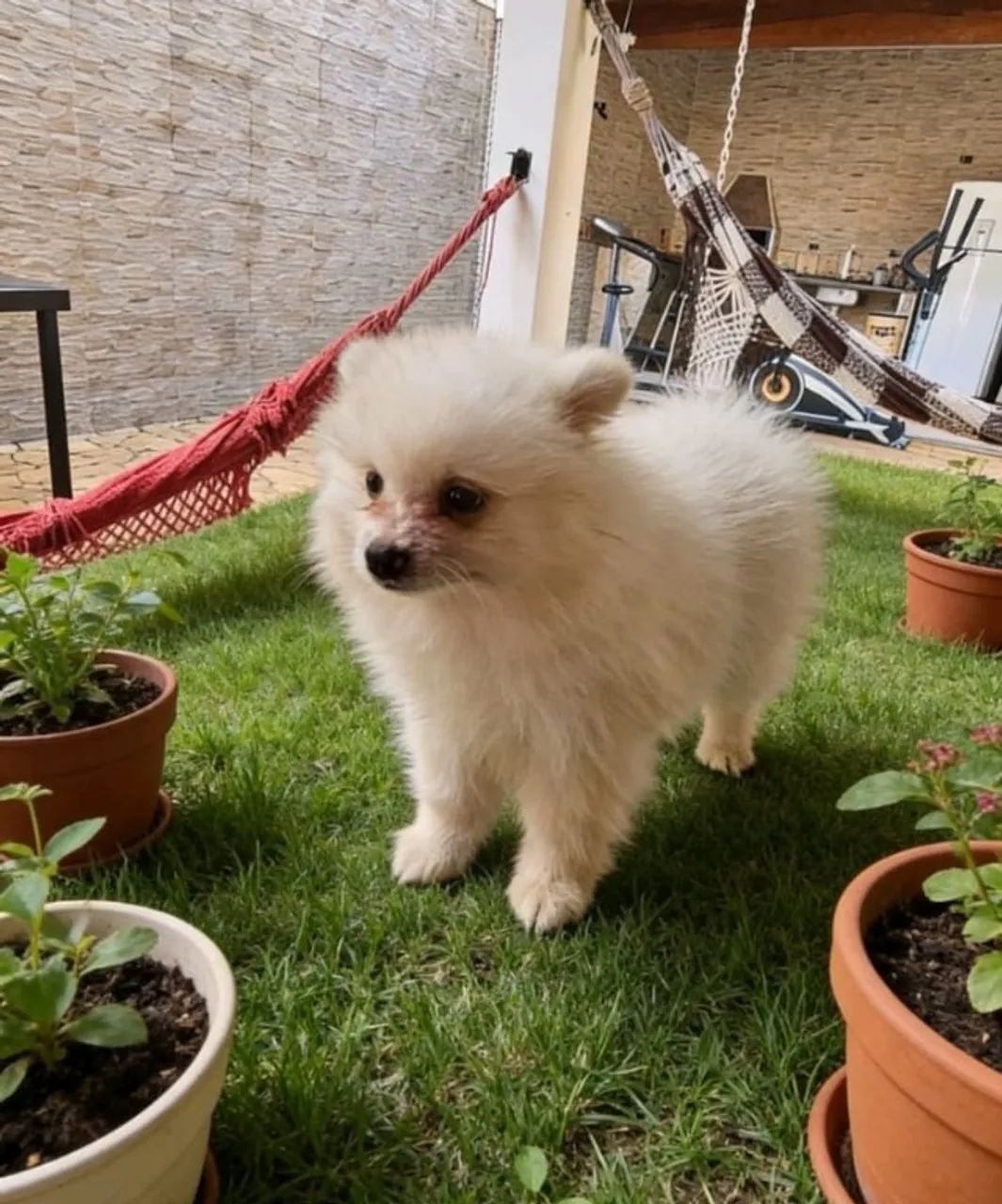 Filhote de Spitz Alemão Macho Criado com Amor para um Novo Lar