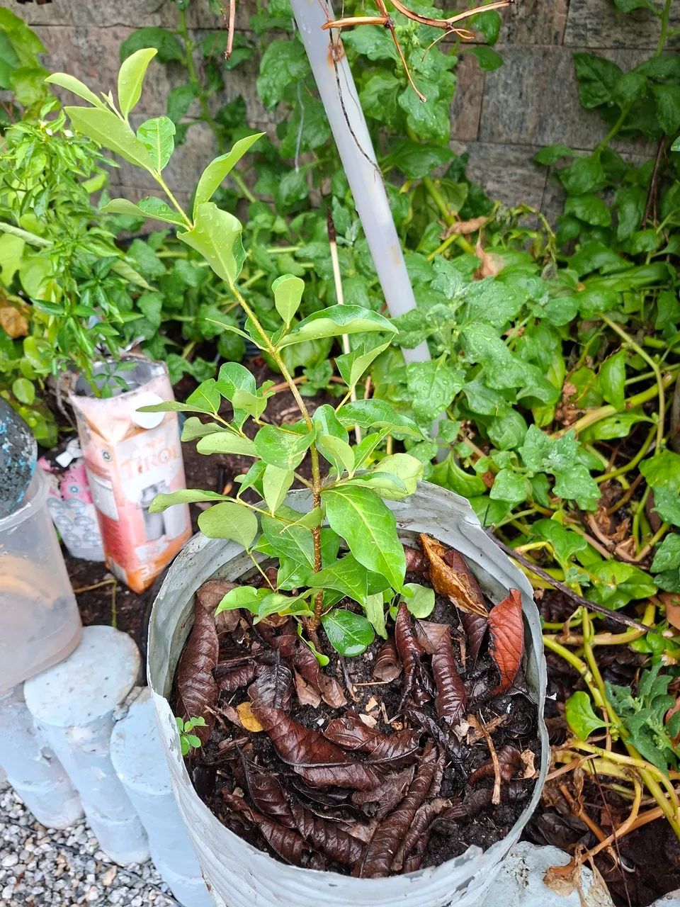 Mudas de acerola  ! - Foto 2