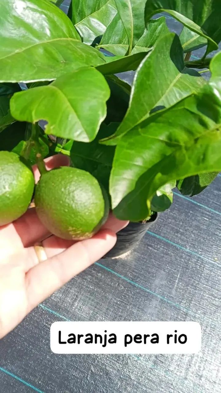 Frutíferas produzindo  - Foto 5