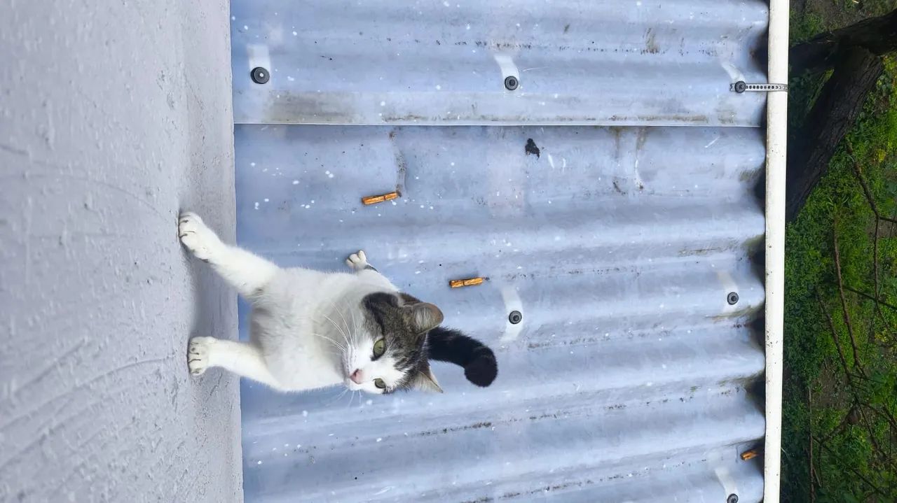 doa-se gato