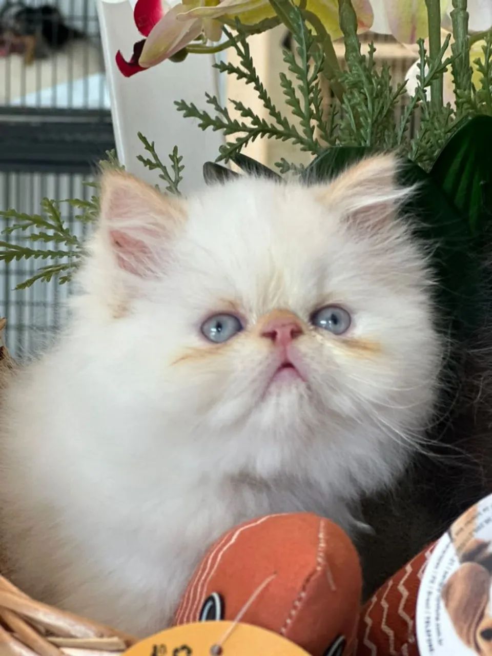 Gata persa.branca - Foto 3