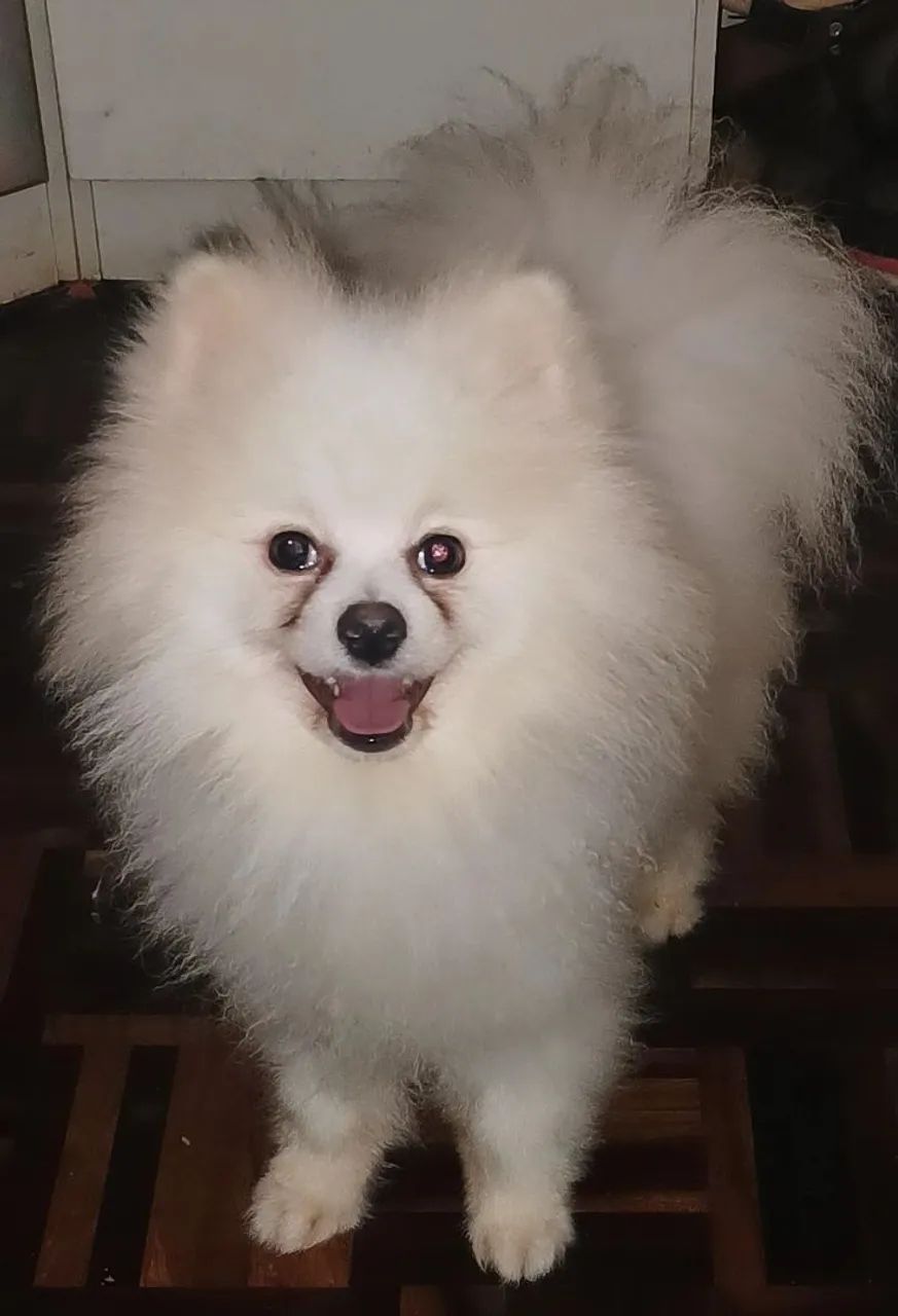 Spitz alemão macho  - Foto 3