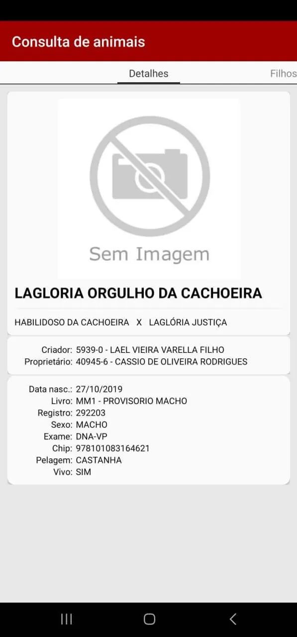 Cavalo Garanhão MM - Foto 2