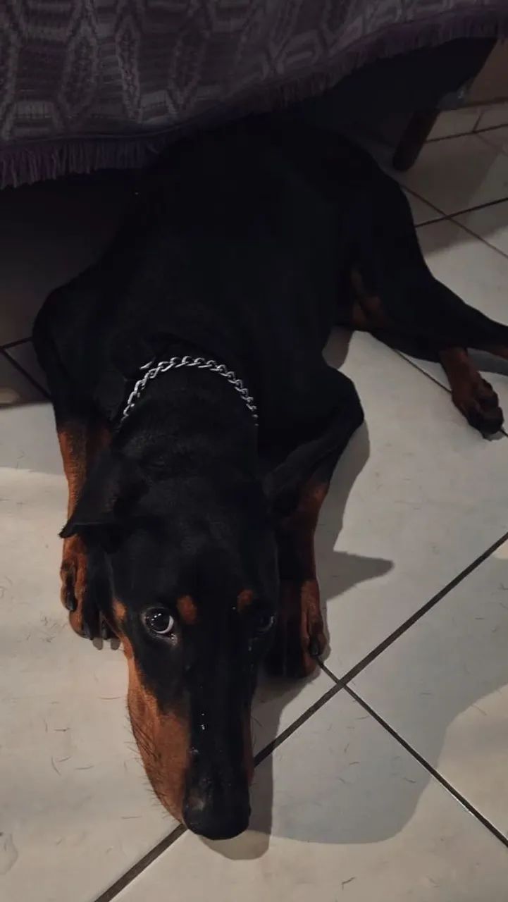 Doberman