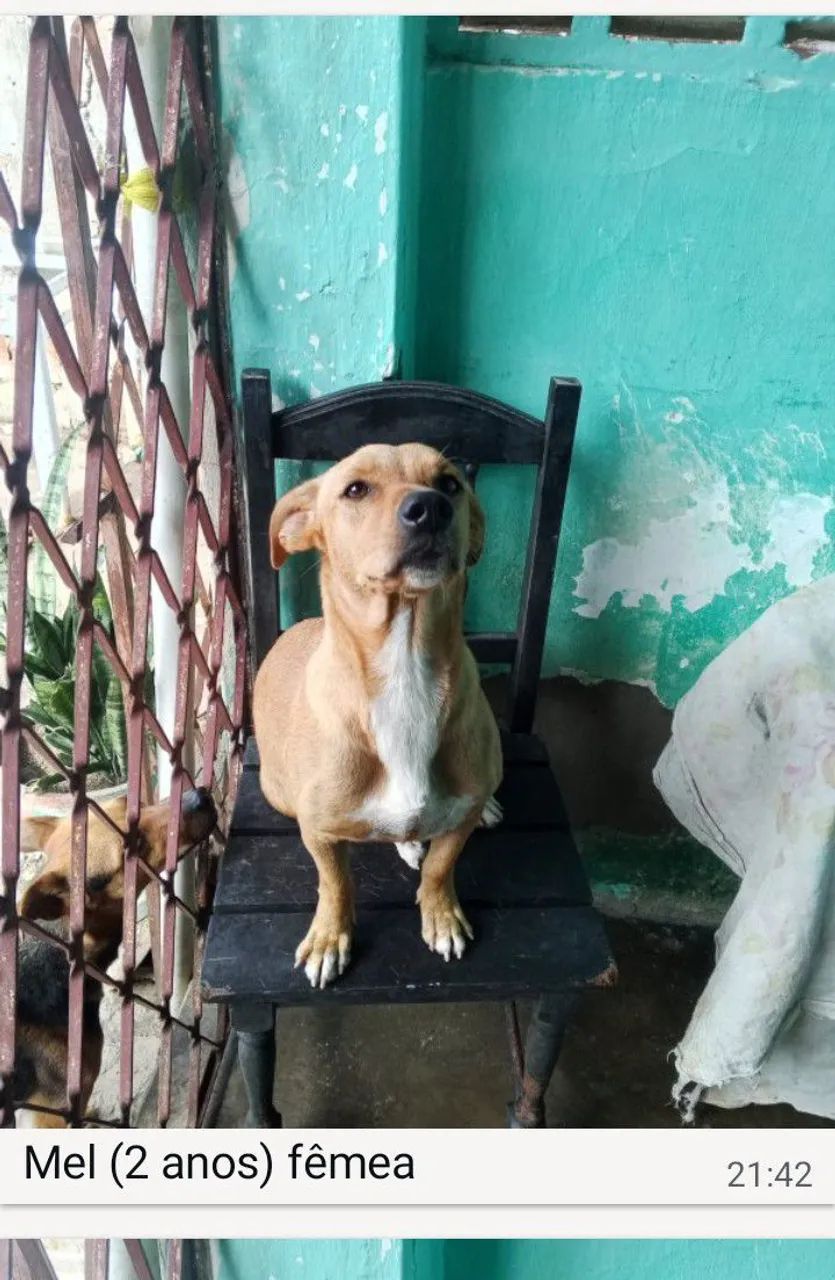 Cachorros p adoção responsável  - Foto 3