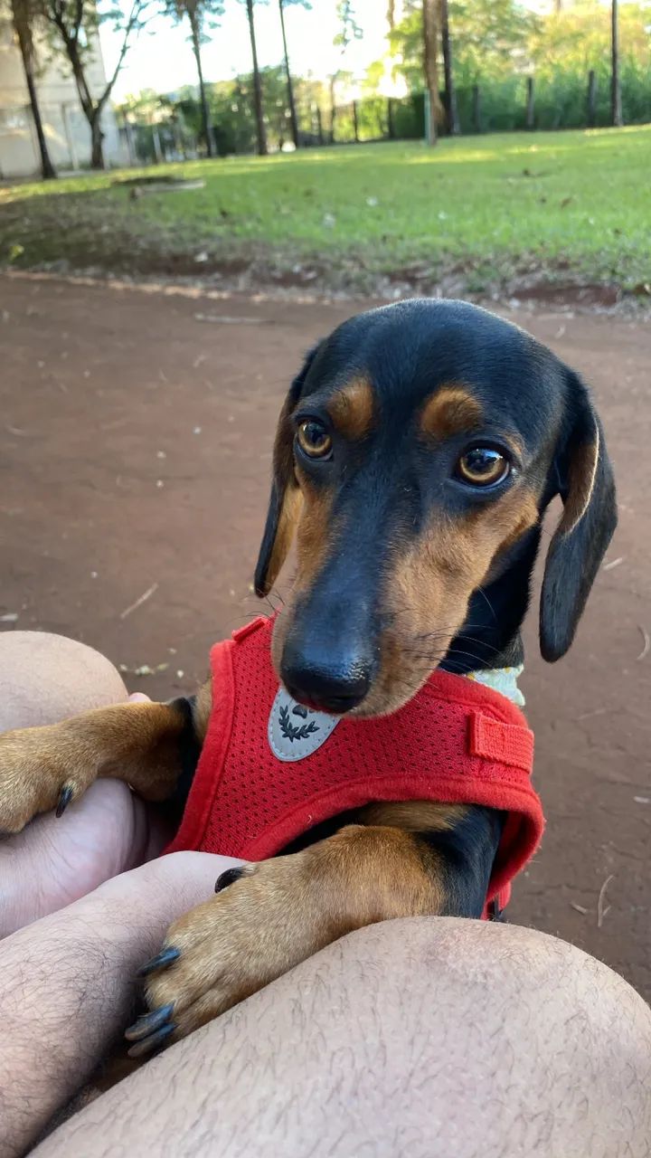 Dachshund - Foto 4