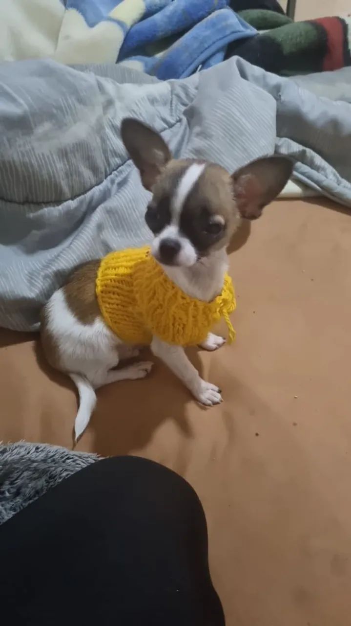 Chiuahua macho  - Foto 4