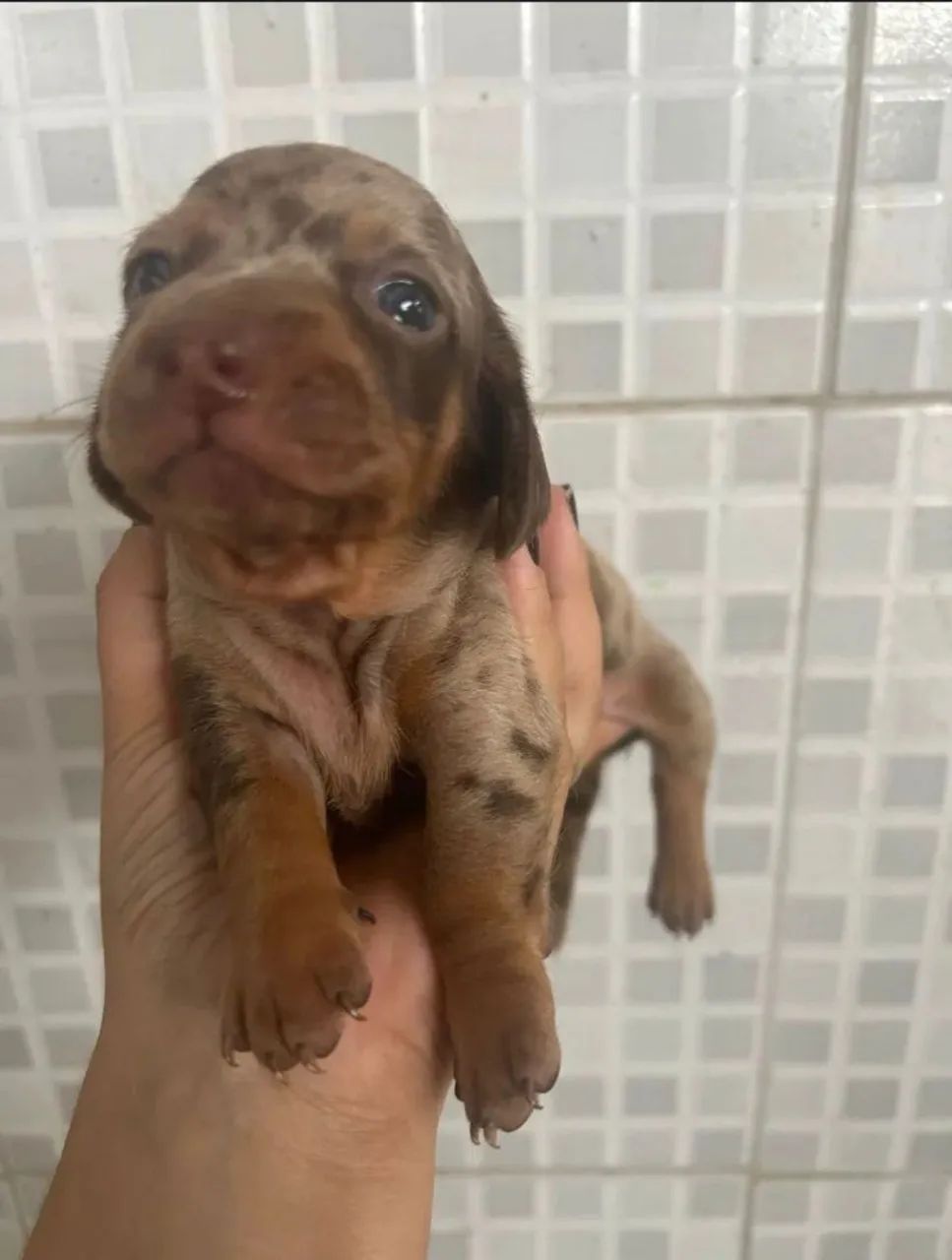 Filhotes de salsichinhas  - Foto 3