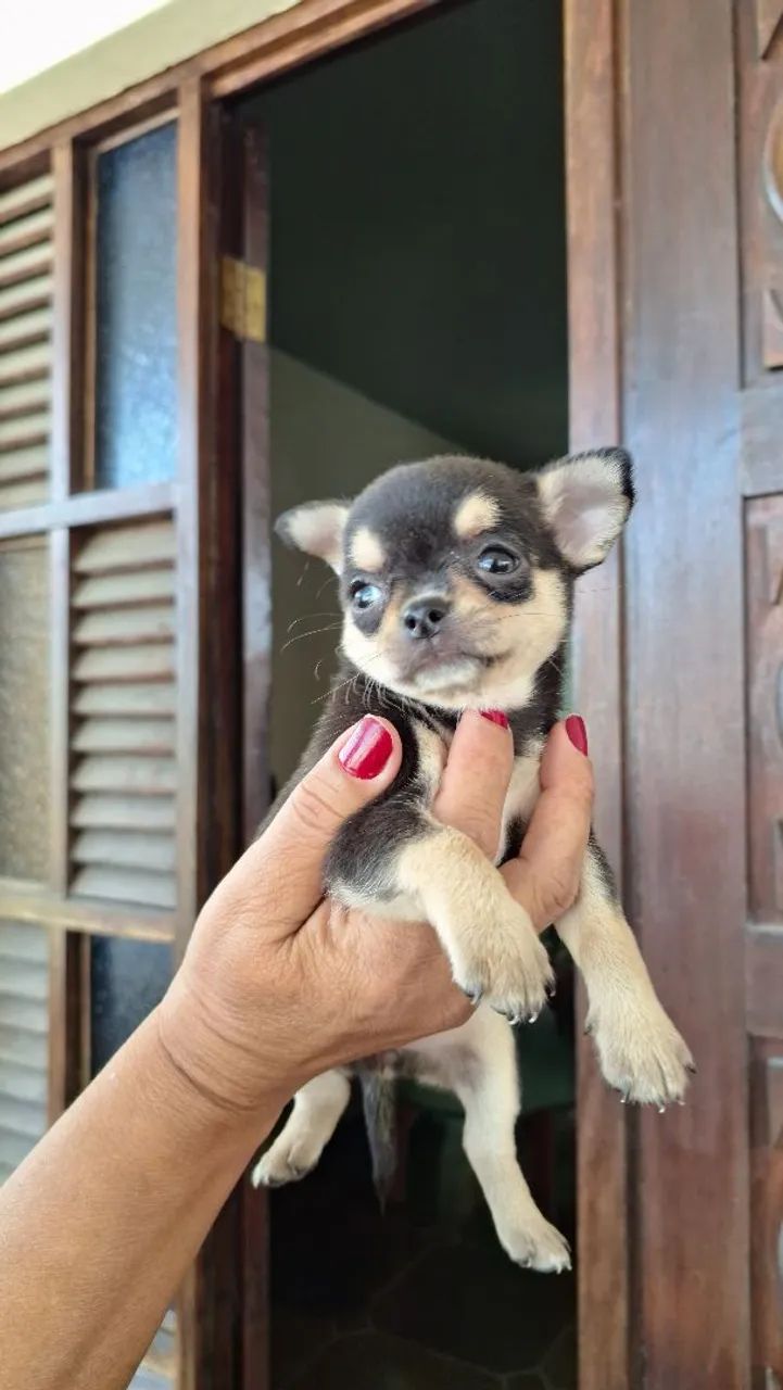Última Chihuahua disponível  - Foto 4