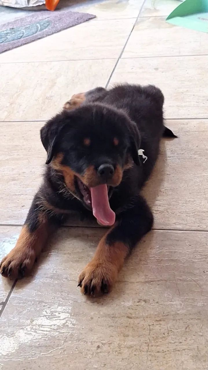Rottweiler  - Foto 5