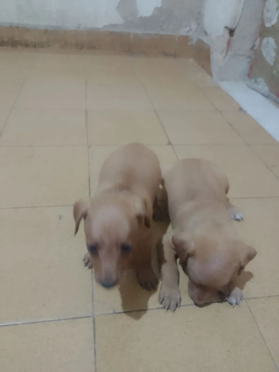 Vendo Pincher  - Foto 3