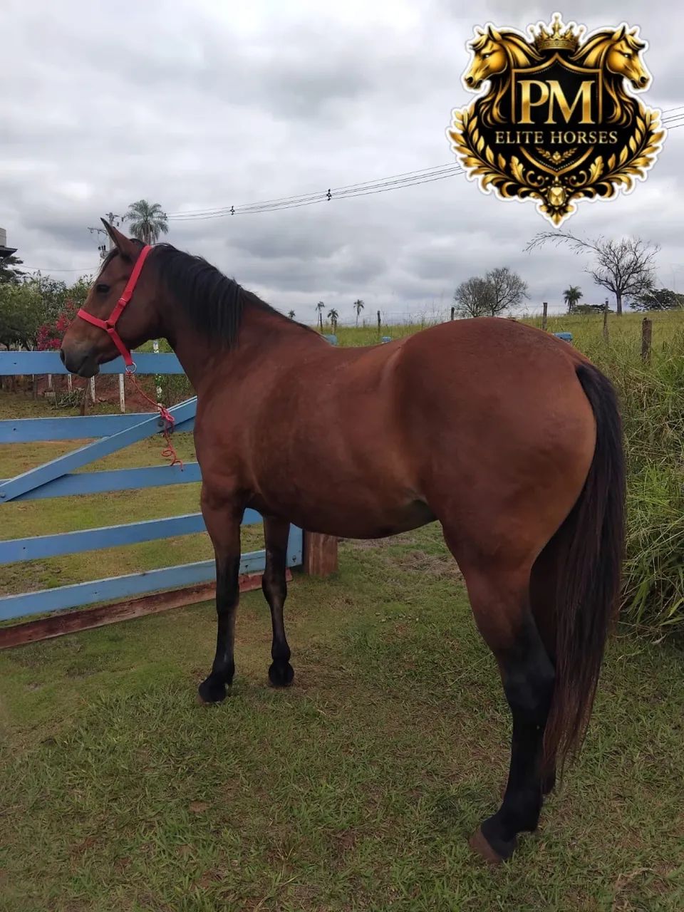 Égua Quarto de milha Sem Registro  - Foto 2