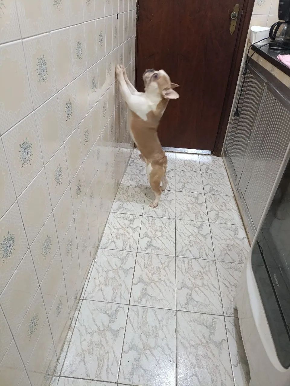 Buldogue francês  - Foto 4