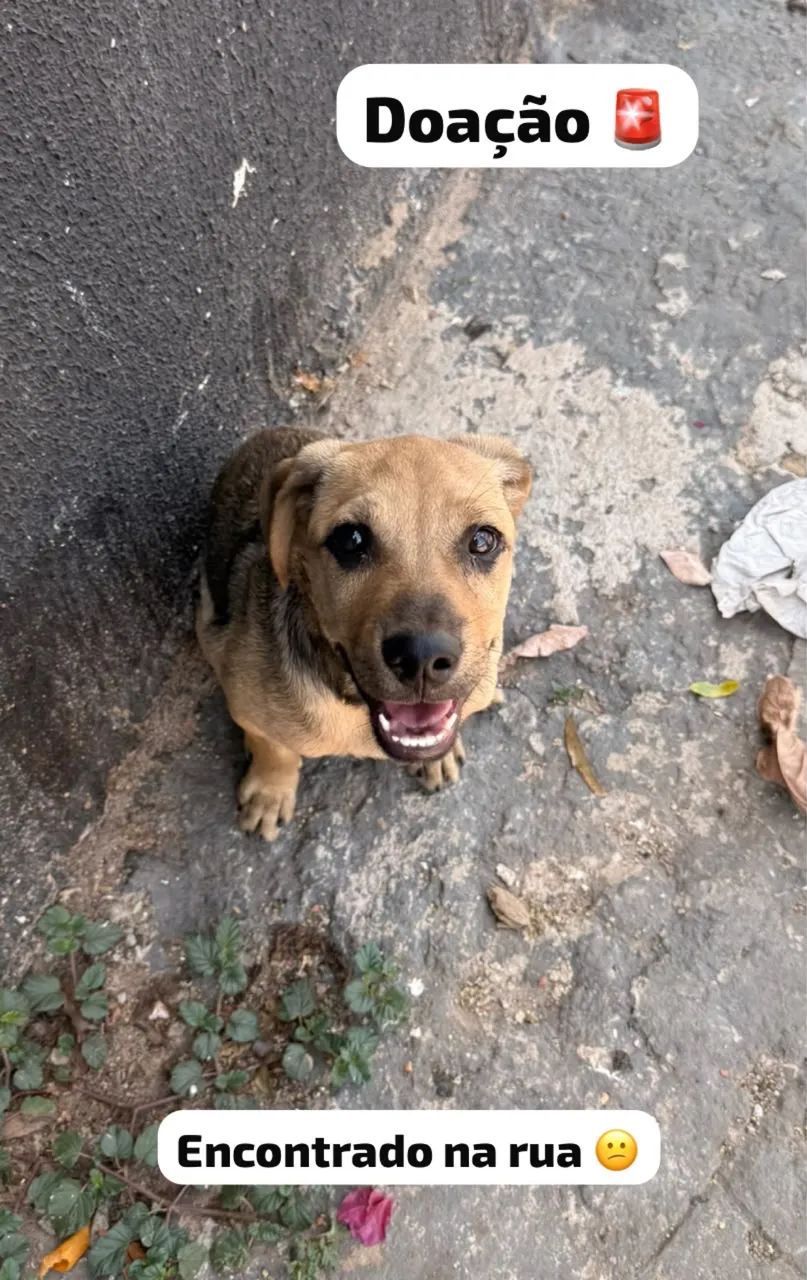 Cachorro para doação ( macho) - Foto 2