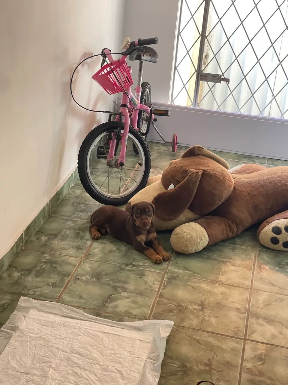 Doberman  - Foto 2