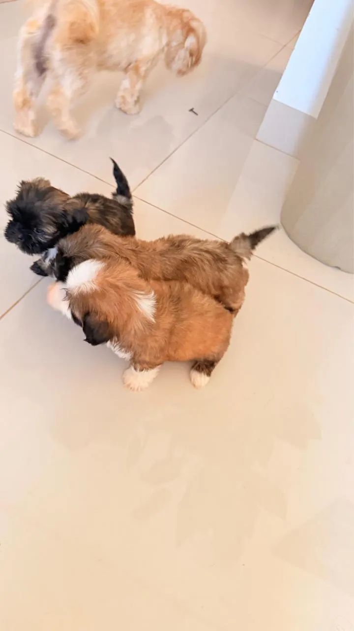 SHIHTZU ORIGINAL 350 REIAS  - Foto 5