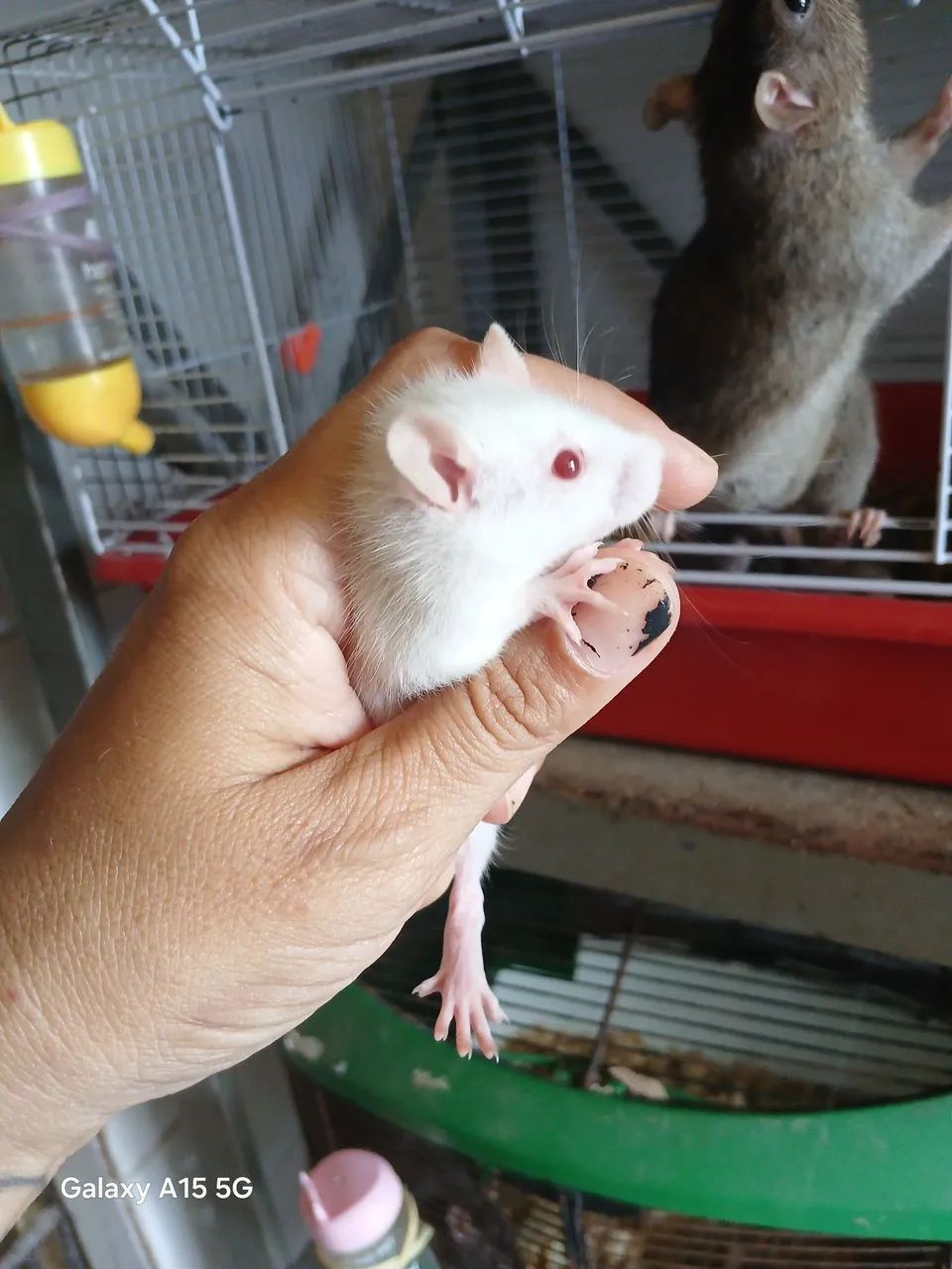 Rato Twister  - Foto 2