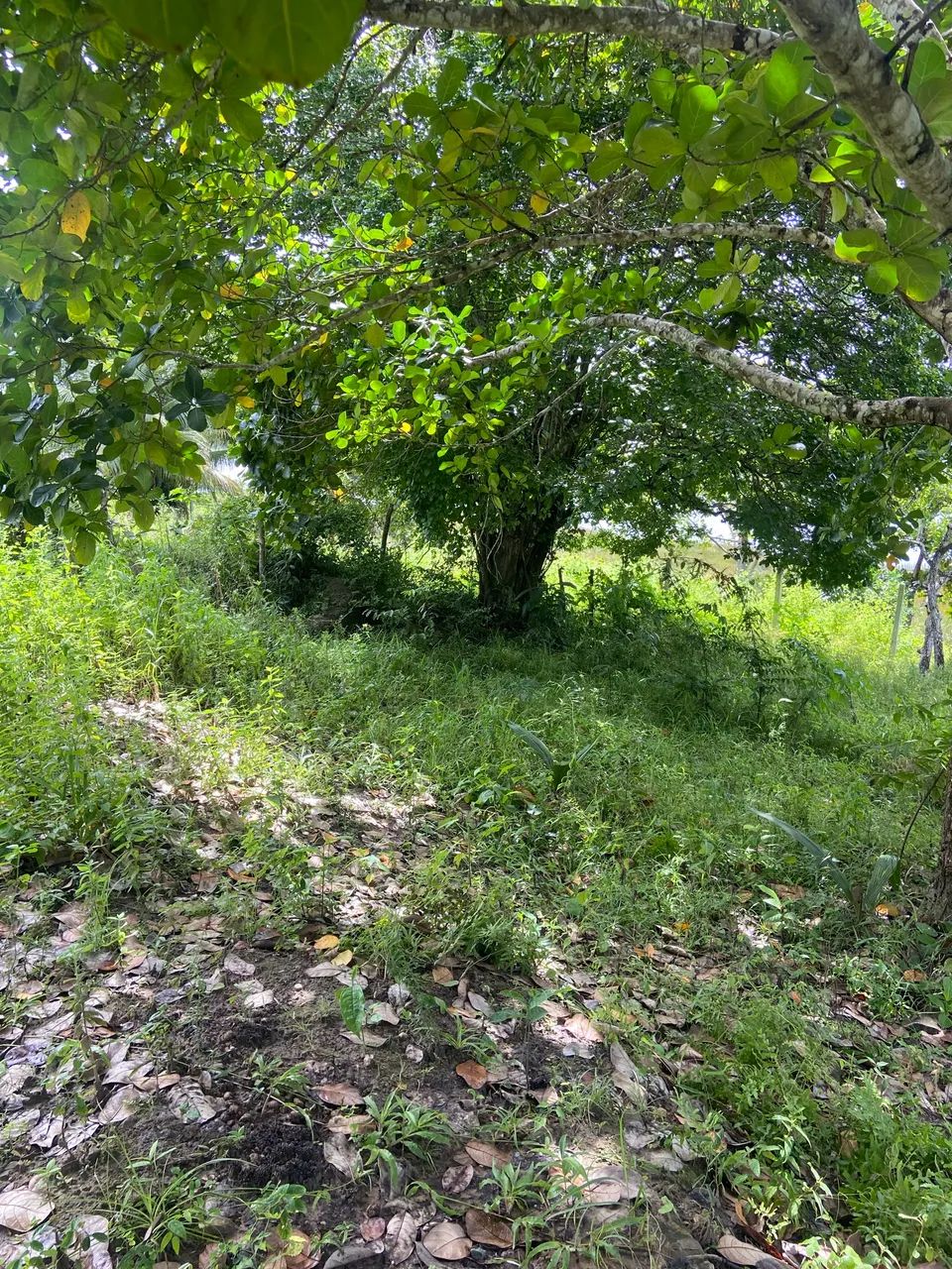 Terreno  - Foto 3