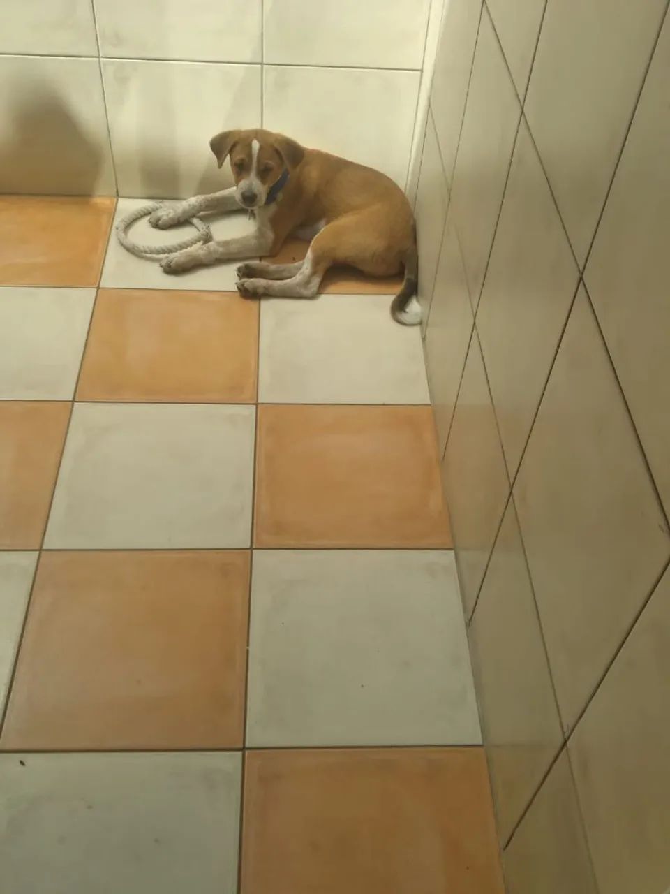 DOAÇÃO - filhote macho - Foto 2