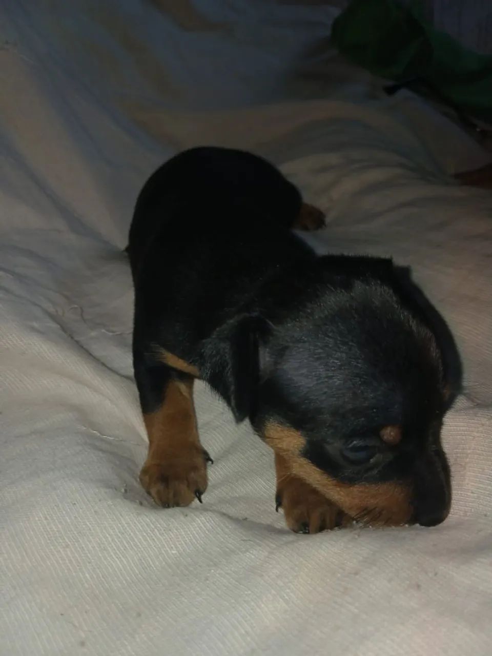 Vendo Pinscher * 