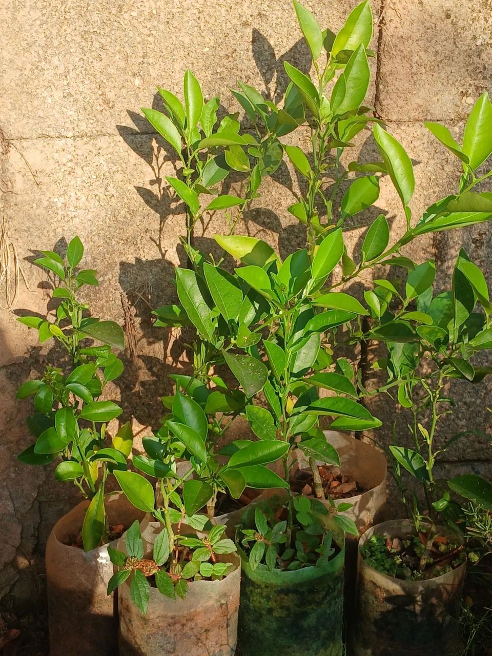 Plantas - Foto 2