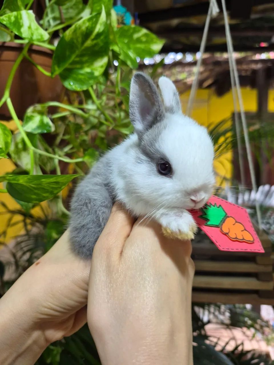 Netherland dwarf macho - Foto 5