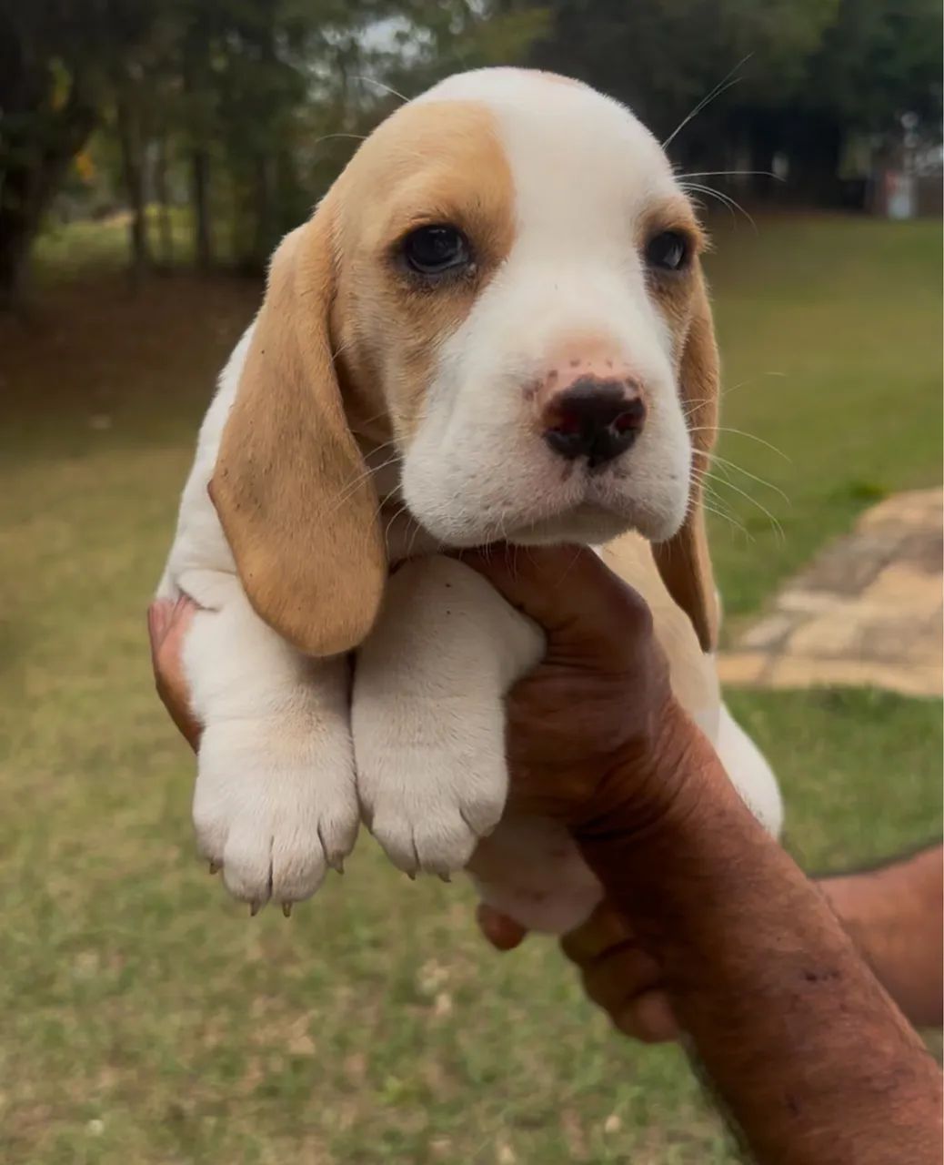 Filhotes de beagles 