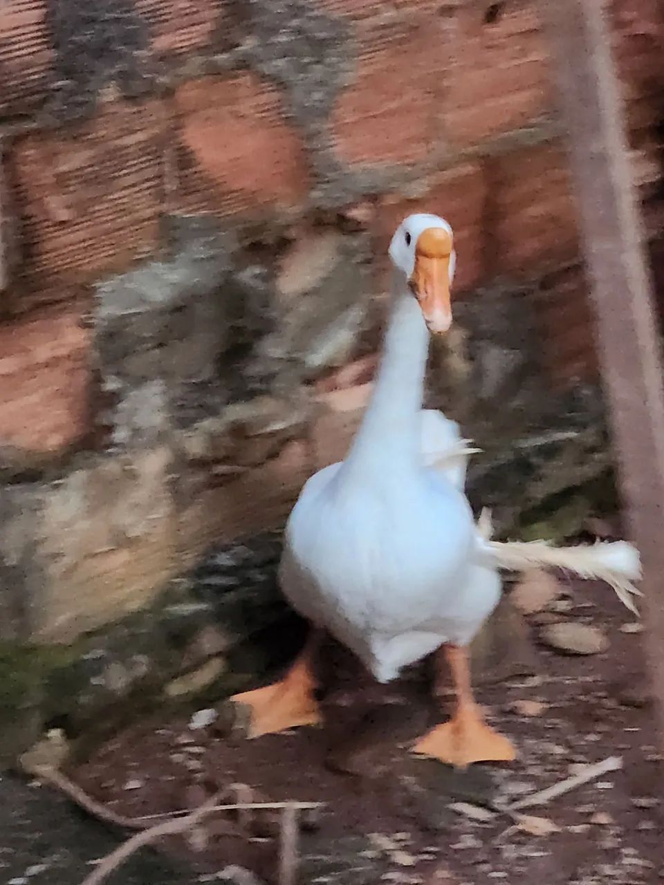 Vendo casal de gansos - Foto 3
