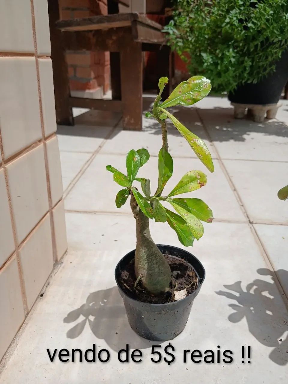 Plantas do deserto 