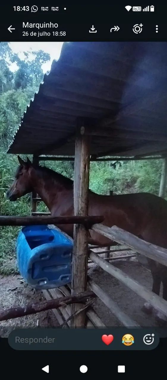 Cavalo (MARCHA PICADA) - Foto 2