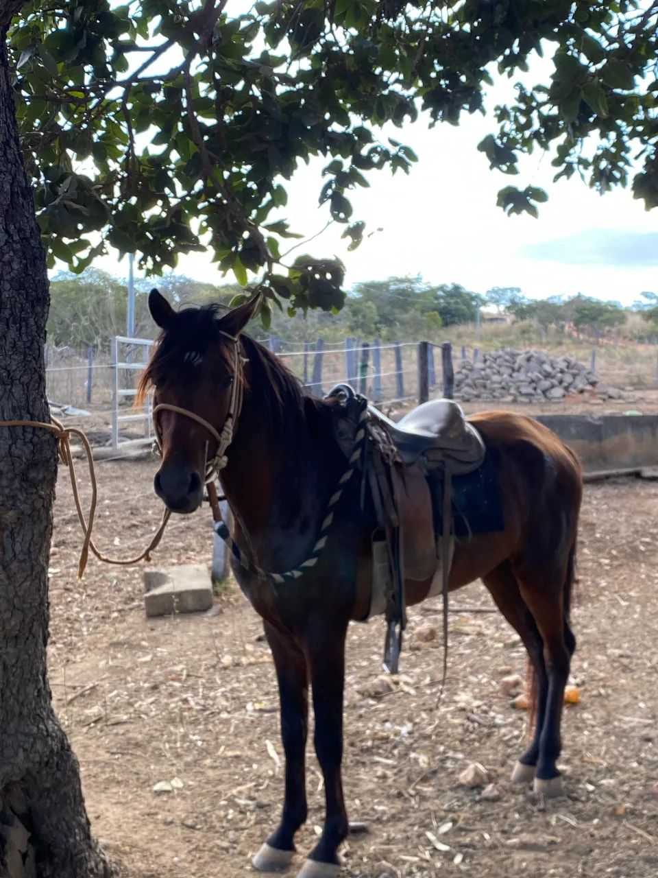 Cavalo pra fazenda  - Foto 2
