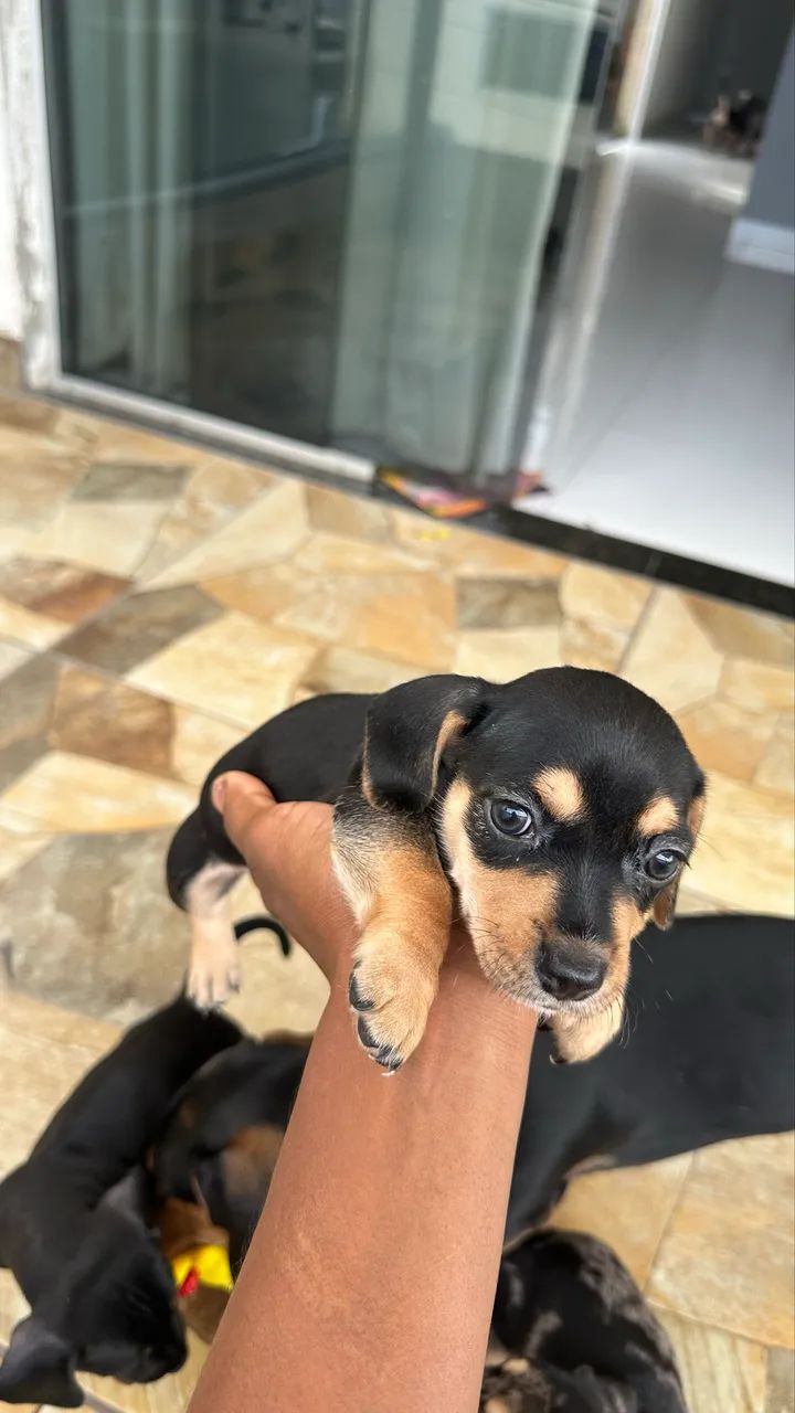 dachshund (salsicha) - Foto 2